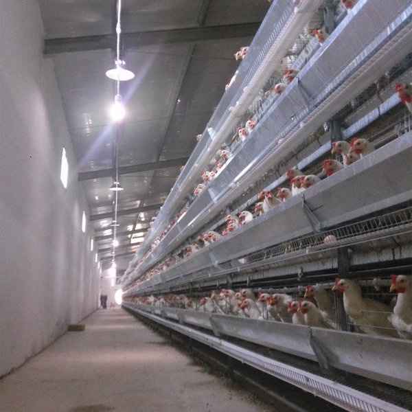 Лидер продаж, куриные яичные клетки в Южной Африке