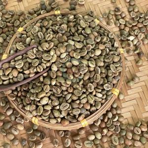 Grano de café verde Robusta tamaño 16 100% granos de café crudos uso en tostado de café industrial 95% Bolsa De yute de madurez - Product Image 6