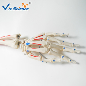 Squelette humain avec coloration musculaire et modèle de ligaments, 180 cm de haut, modèle détachable pour l'enseignement de l'anatomie. - Product Image 4