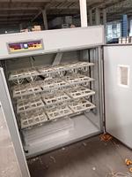 Incubateur automatique à grande capacité pour 72 œufs d'autruche