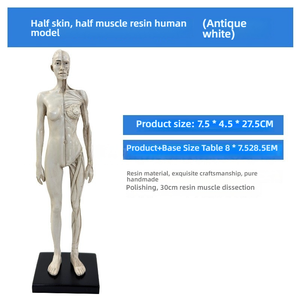 Modèle d'anatomie artistique de 30cm en résine PVC Structure musculaire et squelettique pour dessin et sculpture pour l'enseignement des sciences médicales - Product Image 3