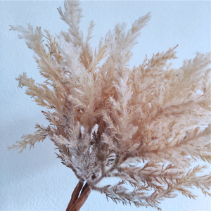 Cỏ Pampas ngắn thân, cỏ Pampas ngắn, hoa khô cỏ Pampas, hoa giả nhỏ - Product Image 6