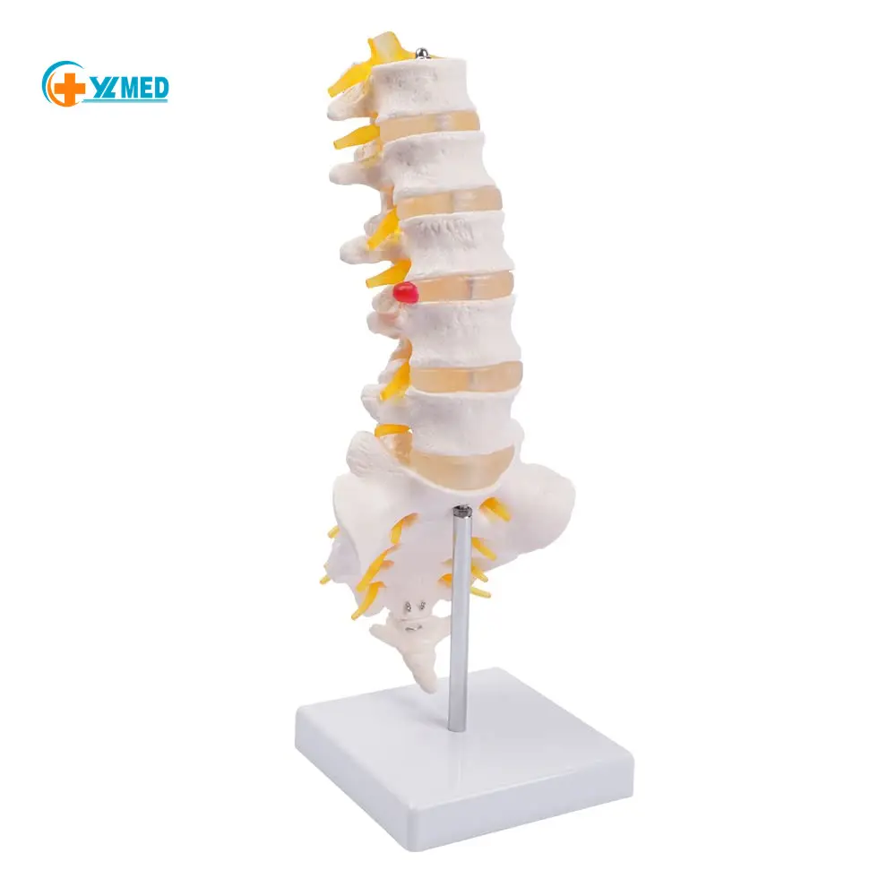 Cuộc Sống Kích thước con người đốt sống thắt lưng Mô hình giải phẫu với sacrum và dây thần kinh cột sống y tế chiropractor sinh viên y khoa nghiên cứu giảng dạy