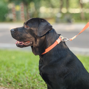 Grosir Pabrik MOQ Rendah Tersedia Aksesoris Ramah Lingkungan Kalung Anjing - Product Image 5