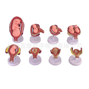Modelos didácticos sobre el embarazo y el desarrollo humano, el desarrollo embrionario, el desarrollo fetal y la anatomía uterina. - Product Image 2