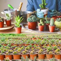 Pots de pépinière en plastique de 4 pouces pour la germination des graines de plantes, jardinières, pots à fleurs