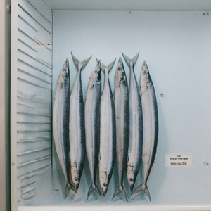 Saury del Pacífico congelado fresco certificado HACCP a granel IQF 20Kg/caja al por mayor para distribución de servicios de alimentos - Product Image 1