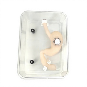 Maniquí <span class=keywords><strong>de</strong></span> Entrenamiento para Cirugía <span class=keywords><strong>de</strong></span> Gastroscopia, Modelo <span class=keywords><strong>de</strong></span> Estómago ESD, Fantoma <span class=keywords><strong>de</strong></span> Ultrasonido <span class=keywords><strong>de</strong></span> Alta Calidad - Product Image 4