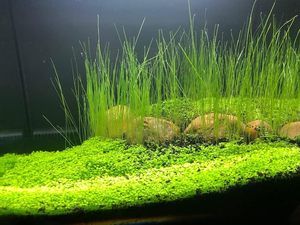 Mẫu cây thủy sinh miễn phí, cỏ nước tươi cho bể cá, terrarium, thảm cỏ mini, chất nền đa năng, bán buôn, trang trí bể cá, hạt giống - Product Image 5