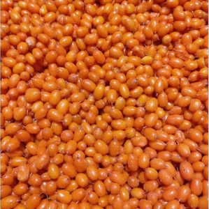 Argousier frais congelé de bonne qualité pour les chaînes de boissons haut de gamme - Product Image 3