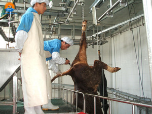 Línea de Sacrificio de Ganado con Capacidad de 50 Cabezas por Día para Planta Procesadora de Carne de Res, Máquina de Sacrificio de Vacas para Matadero Halal - Product Image 2