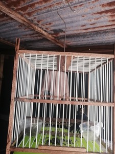 1.5mm White / Black Fiber Bars For <b>Cage</b> - Product Image 5