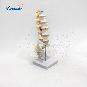 Modèle haute fidélité du sacrum et du coccyx ; démonstration de la courbure physiologique lombaire et sacrale ; orthopédique - Product Image 2