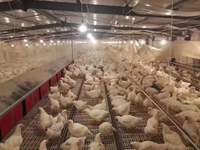 2023 penjualan laris kotak bersarang ayam sepenuhnya otomatis untuk bertelur lapisan peternakan ayam untuk peternakan peternak