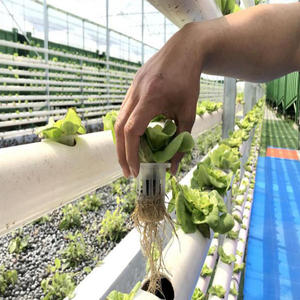 Salade Laitue Fraise Germes <span class=keywords><strong>de</strong></span> soja Nourrir À peine Récolte Rapide Culture hydroponique à haut rendement Système d'irrigation agricole - Product Image 4