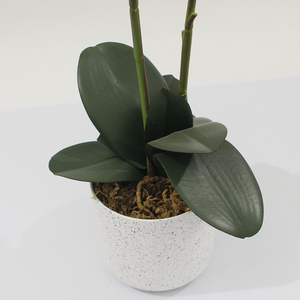 Jws3687 phong lan nhân tạo chất lượng cao cảm ứng thực sự phalaenopsis với nhà trồng bọc - Product Image 4