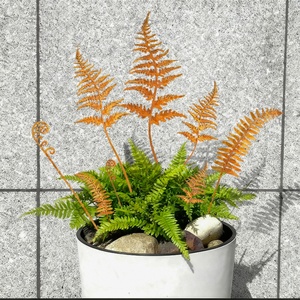 Adornos para macetas, letreros pulidos para instalación, productos de estacas flexibles al por mayor, arte canino, silueta láser, silueta de abeja de metal - Product Image 2