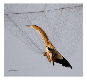 Filet anti-oiseaux en nylon, filet de capture de pigeons, filet de chasse aux oiseaux - Product Image 2