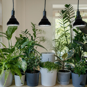 Invernadero LED <span class=keywords><strong>de</strong></span> espectro completo personalizado <span class=keywords><strong>de</strong></span> 24W, plantas domésticas inteligentes, granja <span class=keywords><strong>Vertical</strong></span>, Lettus PAR38, luz deportiva para cultivo - Product Image 4