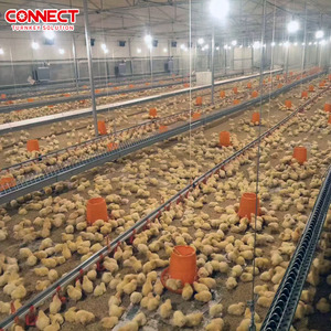 30000 50000 <strong>Poultry</strong> Large Complete Automatic Broilers Shed House Feeding Drinking Plant Rasie Equipment Chicken Farm System - Product Image 4