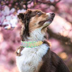 Nuovo Elegante Collare per Cani in PVC, Design Personalizzabile e Regolabile, Decorazione di Lusso con Nastri, Chiusura con Fibbia per Cani Piccoli/Medi - Product Image 6