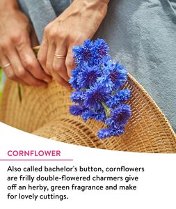 Paquete <span class=keywords><strong>de</strong></span> Semillas <span class=keywords><strong>de</strong></span> Flores Silvestres del Santuario <span class=keywords><strong>de</strong></span> <span class=keywords><strong>las</strong></span> <span class=keywords><strong>Mariposas</strong></span> Monarca, Sin OMG, Atrae <span class=keywords><strong>Mariposas</strong></span> Monarca, 3 Tipos <span class=keywords><strong>de</strong></span> Flores Silvestres para Macetas o Jardineras - Product Image 5