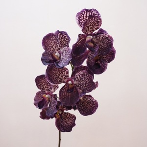 Flores Artificiales <span class=keywords><strong>Vanda</strong></span> Orquídeas, Mariposa Táctil Real de Alta Calidad y Alta Similitud, para Decoración de Bodas, 2, 2, 1, 2 - Product Image 5