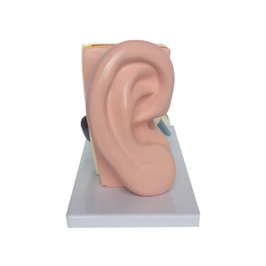 Venta al por mayor de <span class=keywords><strong>PET</strong></span>/PVC 3D modelo anatómico del oído humano para la educación y la formación en ciencias médicas - Product Image 4