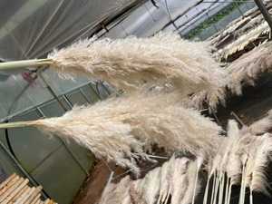 J-01091 fiori secchi di alta qualità Pampa fiore artificiale 30Cm Pampa 100Cm Pampa <span class=keywords><strong>centrotavola</strong></span> <span class=keywords><strong>matrimonio</strong></span> - Product Image 5