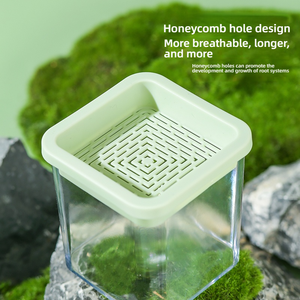 Kit de Cultivo Hidropónico de Hierba para Gatos, <span class=keywords><strong>Semillas</strong></span> de Hierba Gatera de Crecimiento Rápido sin Tierra, Plantas Seguras para Gatitos - Product Image 2