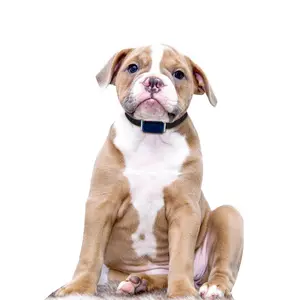 Commercio all'ingrosso Personalizzata Dog GPS Tracking Collare Dell'animale Domestico