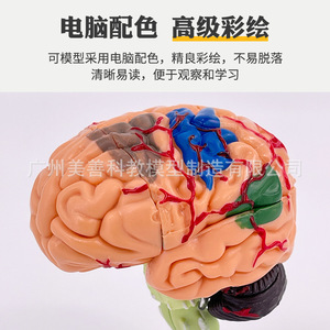 Modèle de cerveau humain, vaisseaux sanguins cérébraux et nerfs, anatomie du cerveau 4D, modèle d'enseignement médical, 31 pièces détachables - Product Image 3