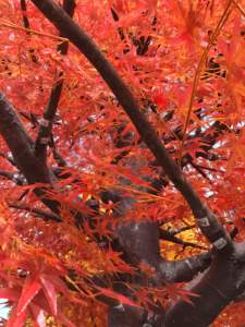 Decorazione naturale 3m autunno acero alberi di seta artificiale, albero di acero giapponese rosso Canada foglie d'oro albero di acero - Product Image 5