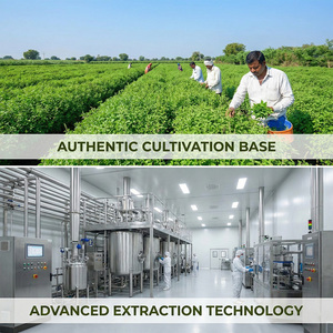 Extracto Natural de Hoja de Albahaca con Alto Contenido de Ácido Ursólico y Ácido Rosmarínico, Polvo de Grado Alimenticio, Directo de Fábrica - Product Image 4