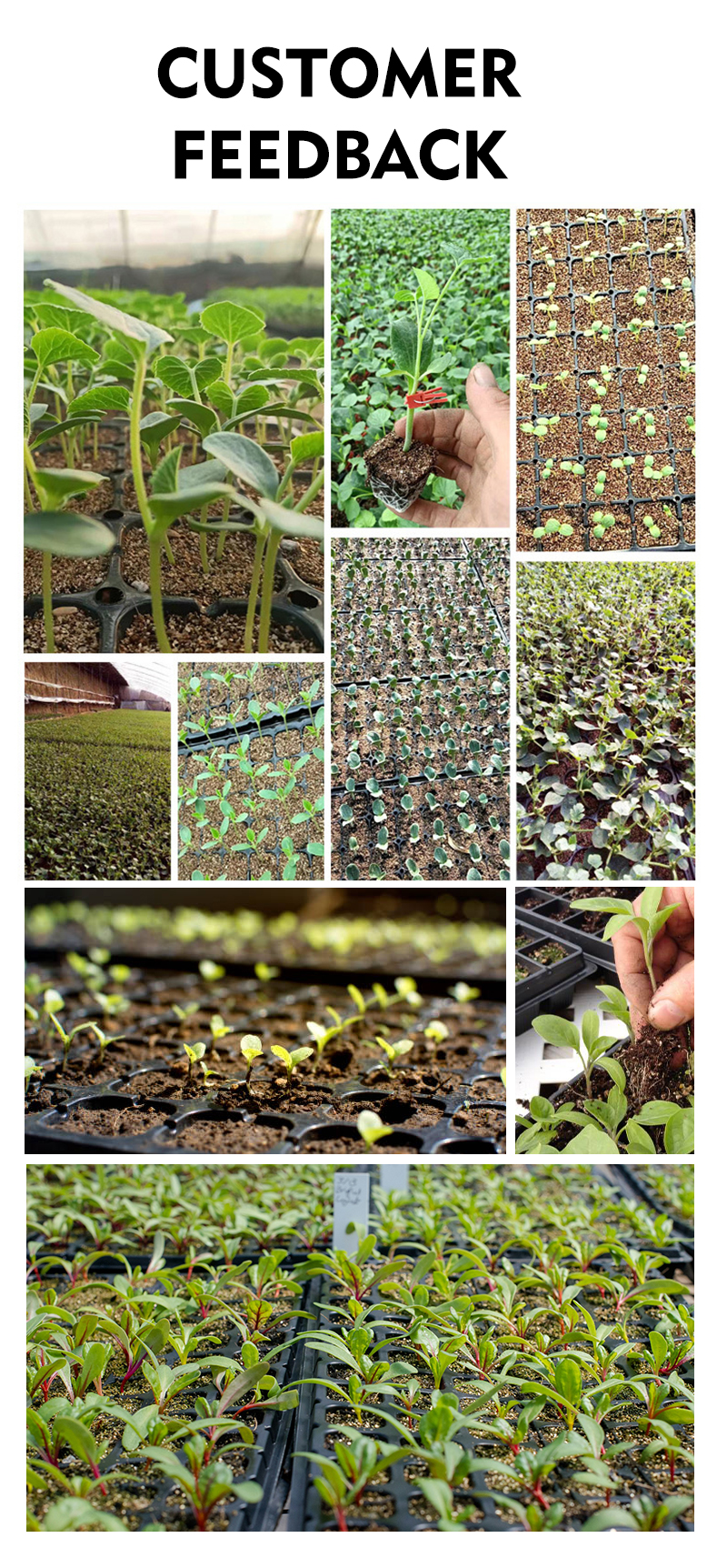 cut flower seedlings