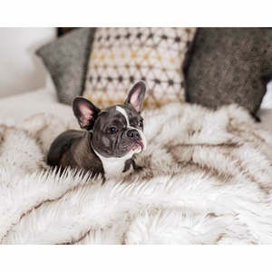 ผ้าห่มขนสุนัขจิ้งจอกเป็นมิตรกับสิ่งแวดล้อมสำหรับสัตว์เลี้ยงลายสุนัขโซฟากันน้ำสำหรับสัตว์เลี้ยงในฤดูหนาว - Product Image 3