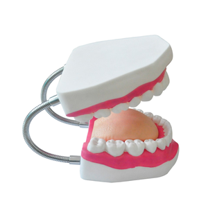 <span class=keywords><strong>Modello</strong></span> Dentale in Plastica Avanzato HZMIM DT-01 Rosso con Effetto Pelle Realistico per Insegnamento Medico e Pratica Chirurgica Odontoiatrica - Product Image 1