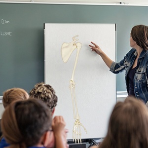 Modelo de mano de esqueleto de PVC de tamaño real con <span class=keywords><strong>ulna</strong></span> y radio para la educación anatómica humana en ciencias médicas - Product Image 4