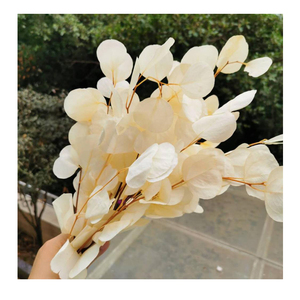 Feuilles d'eucalyptus séchées blanchies, fleurs séchées préservées en boîte, qualité A, durée de vie de 3 à 5 ans, décoration de Noël pour la maison - Product Image 1
