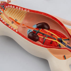 Modello di anatomia della struttura interna dell'organo del topo biologia insegnamento di anatomia animale sperimentale esemplare di zootecnia - Product Image 5