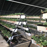 Équipement de culture sans terre pour fraises, structure de culture hydroponique, étagère, serre à faible coût pour la culture de fraises