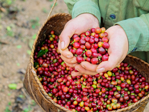 Café en grains entiers torréfiés, spécialité éthiopienne, <span class=keywords><strong>torréfaction</strong></span> moyenne foncée, vente en gros - Product Image 3