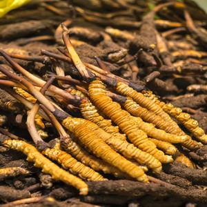 Sıcak satış çin ot ham Cordyceps Sinensis çiftlik kurutulmuş Cordyceps Militaris fiyat Cordyceps Militaris takviyeleri - Product Image 5