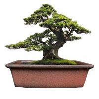 Pot à succulentes rustique ZISHA, pot décoratif pour bonsaï, 9,84 pouces, respirant, non verni, avec trou de drainage, pour arbre, hôtel, intérieur