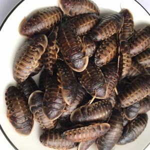 อาหารแมลงสำหรับสัตว์เลี้ยง ดูเบีย ค็อกแรช อีโค เฟรช อาหารแมลงสำหรับสัตว์เลื้อยคลาน - Product Image 6