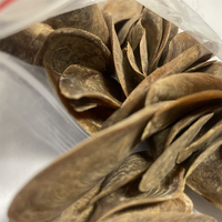 Coquille d'opercule de Murex de haute qualité, coquille de palourde entière séchée, matériau excellent pour l'extraction de parfum, emballée en sachet