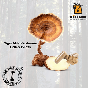สารสกัดเห็ดนมเสือ LiGNO TM02 เกรดเครื่องสำอาง ผงบริสุทธิ์ วัตถุดิบสำหรับผลิตภัณฑ์บำรุงผิว - Product Image 1