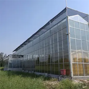 Agriculture Large Tomato Hydroponic Growing Systems Tropical Venlo Steel Structure Glass Greenhouse