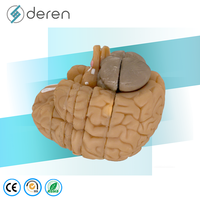 Modelo Anatómico Avanzado del Cerebro Humano, Secciones Frontales, Modelo de Enseñanza Médica en Plástico
