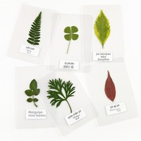 Marque-page laminé en forme de feuille, avec spécimen végétal pressé et scellé dans la résine, feuille naturelle pour l'apprentissage de la reconnaissance des feuilles, thème floral